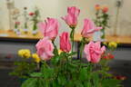 Eiffel Tower rose photo