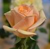 Marilyn Monroe ™ rose photo