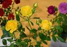 Golden Gardens rose photo