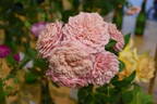 William Christie ® rose photo