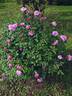 Old Blush rose photo