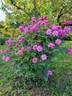 Old Blush rose photo