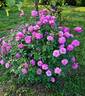 Old Blush rose photo