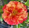 Frida Kahlo ™ rose photo