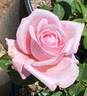Sight Saver rose photo
