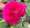Violette Profond rose photo