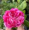 Commandant Beaurepaire rose photo
