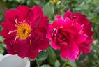 Sweet Thomas rose photo