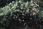 Looping rose photo