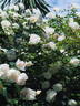 Looping rose photo