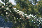 Looping rose photo