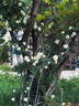 Looping rose photo