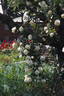 Looping rose photo