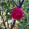 Baron Gonella rose photo