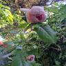 The Wedgwood Rose rose photo