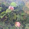 The Wedgwood Rose rose photo