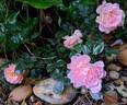 Apricot Drift rose photo