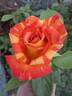 Harry Wheatcroft rose photo