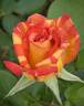Harry Wheatcroft rose photo