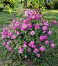 Old Blush rose photo