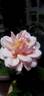 Mother of Pearl ™ rose photo