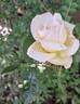 Elvis ® rose photo