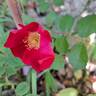 Friendly rose photo