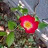 Bukavu rose photo