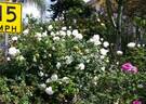 World War II Memorial Rose ™ rose photo