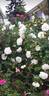 World War II Memorial Rose ™ rose photo