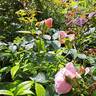 Albertine rose photo