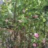 Bordure Rose No. 2 rose photo