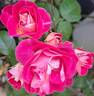 Chalon en Bourgogne ® rose photo