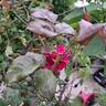 Crazy Fashion ® rose photo