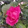 The McCartney Rose ™ rose photo