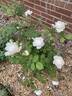 Windermere rose photo