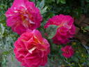 Maleica rose photo