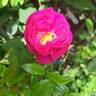 Baron Gonella rose photo