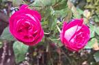 Baron Gonella rose photo