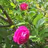 Baron Gonella rose photo