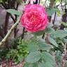 Emma Bridgewater ™ rose photo