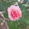 James Galway rose photo