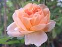 The Lady Gardener rose photo