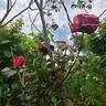 Crazy Fashion ® rose photo