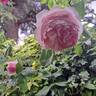 The Wedgwood Rose rose photo