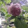 The Wedgwood Rose rose photo