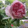 The Wedgwood Rose rose photo