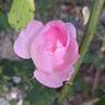 Scepter'd Isle rose photo