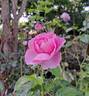 Alexandra David Neel rose photo