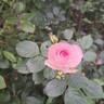 Mini Eden Rose rose photo